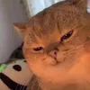 lilbangg1