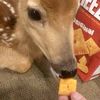 shiverdogcom