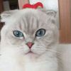 tarin.zelik