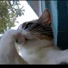 t_rate1