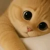 shakirayou94