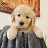 howie.the.golden