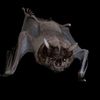 blackbat649