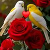 rahim_fouzi