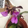 mairacorella