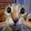randomdude183