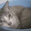 gatinhosmanhosos678