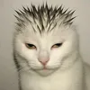 ggggggginkoo0
