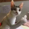 tuonghelo0