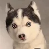 __koniii__