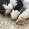 mansaarisbetterthan_meow