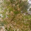 malien.malien125
