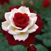jj_as55