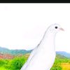asghar.ali5628