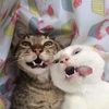 phan.chandalina