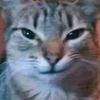felinemoon888