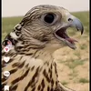 mohamadrasem39