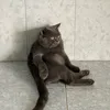 lalakandd