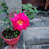 nishat5720