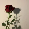 mahnaz498