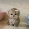 molly_cute044