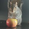 yittlebellbell