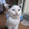 sasebgg