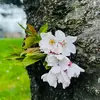 insiderbeautyw