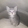 atilmehmeti