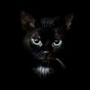 Tuesday the Dwarf Cat