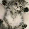 belle_2671