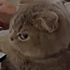 ranzcydumplings