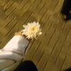 gyu_kk1