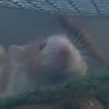 madisrodents