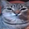 sddhmmmor_1