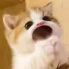 veeyy2506