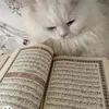 ola_abd.28