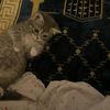 om_faten_2008