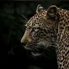noor.saad738