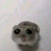 ai_kuy1