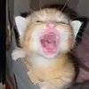bellapusspitasari