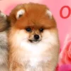 mfrs_skrepo4ka_mq