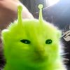 yowesjareku