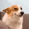 lpjester