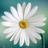 papatya_19_06
