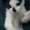 carzy_catcat