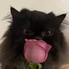 haa.jjo
