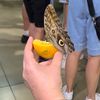 cookiehamburger