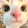 anlocu0