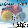 zamin.ali367